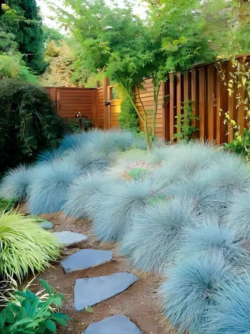 蓝羊茅怎么养，蓝羊茅养护？-第4张图片-优品飞百科