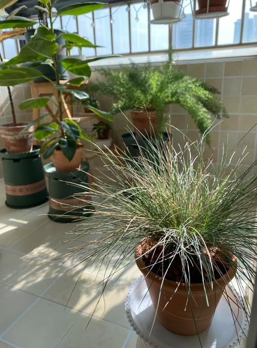 蓝羊茅怎么养，蓝羊茅养护？-第6张图片-优品飞百科