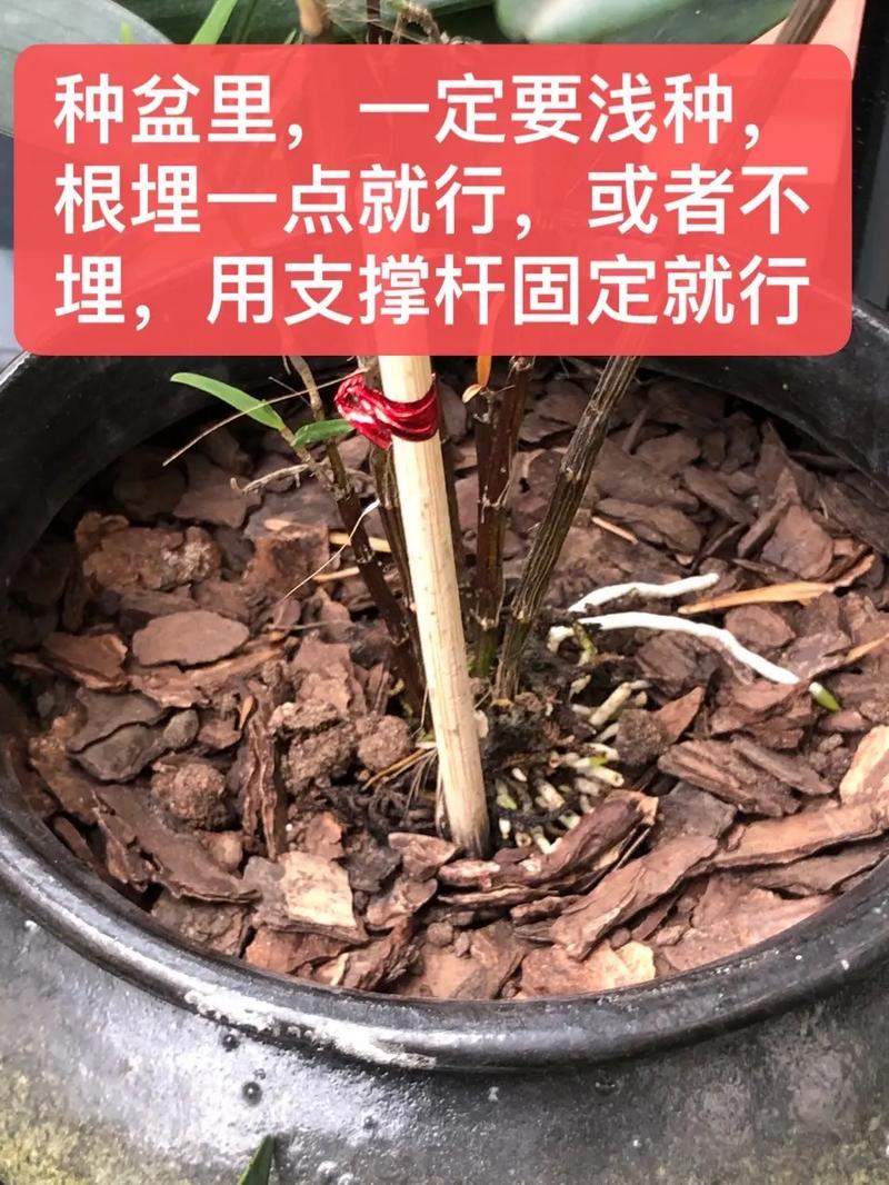如何在木桩种石斛，怎样在木桩上种植石斛？