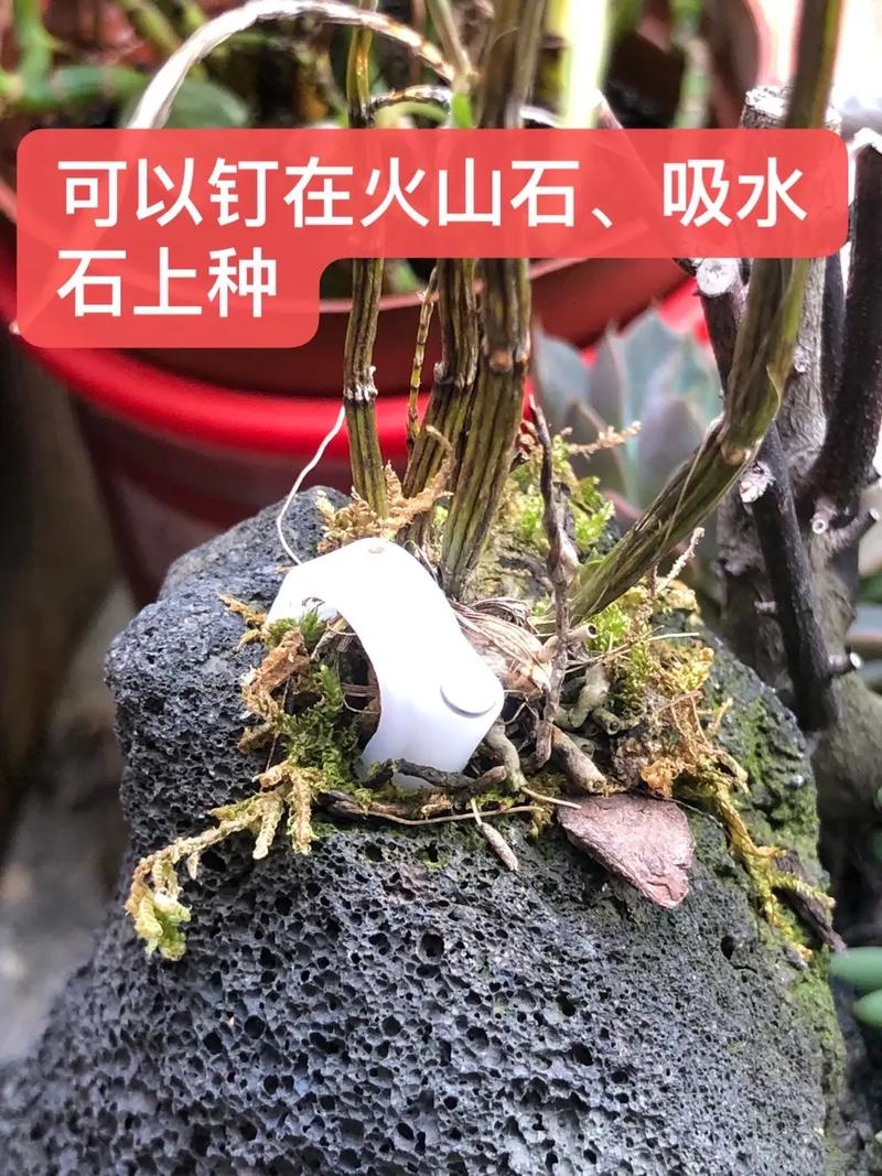如何在木桩种石斛，怎样在木桩上种植石斛？-第2张图片-优品飞百科