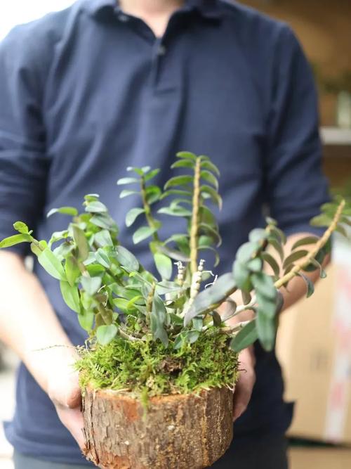 如何在木桩种石斛，怎样在木桩上种植石斛？-第3张图片-优品飞百科