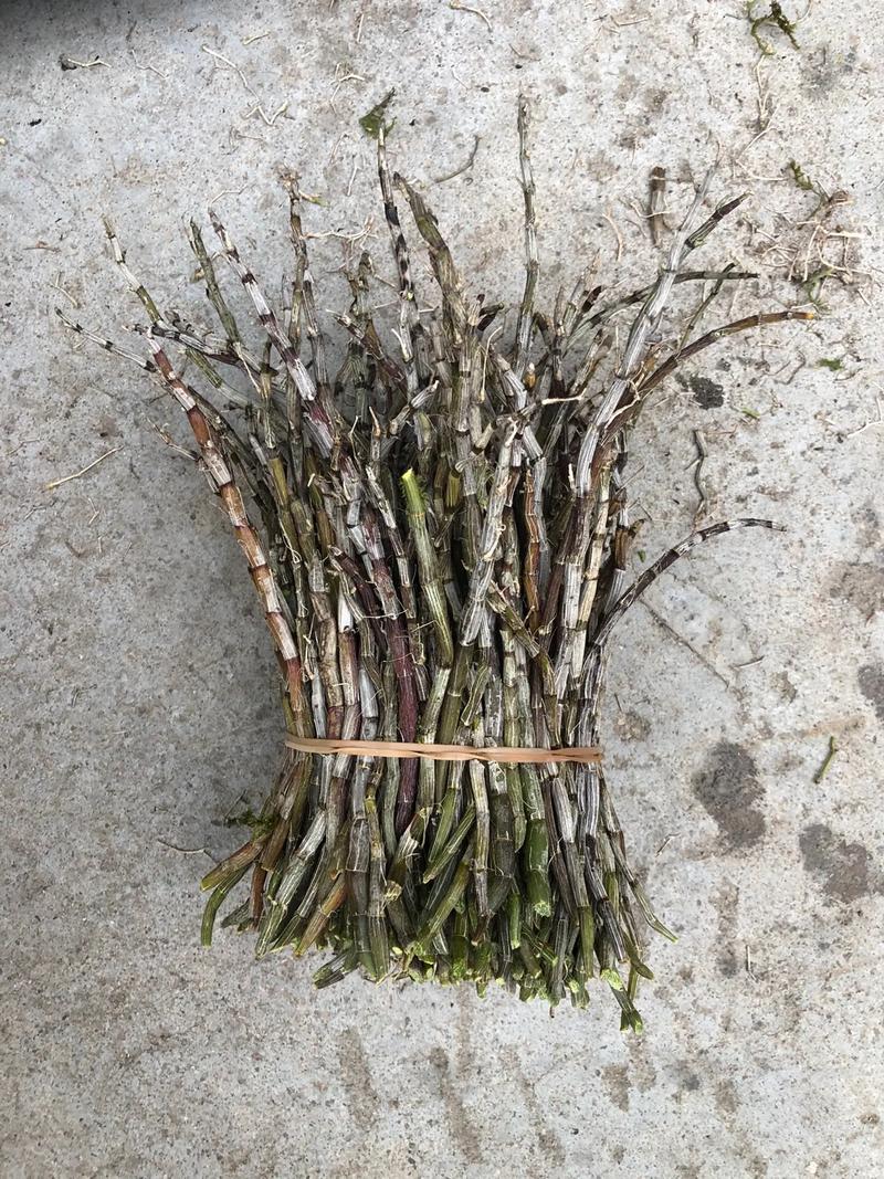 如何在木桩种石斛，怎样在木桩上种植石斛？-第4张图片-优品飞百科