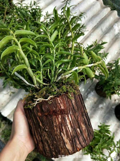 如何在木桩种石斛，怎样在木桩上种植石斛？-第5张图片-优品飞百科