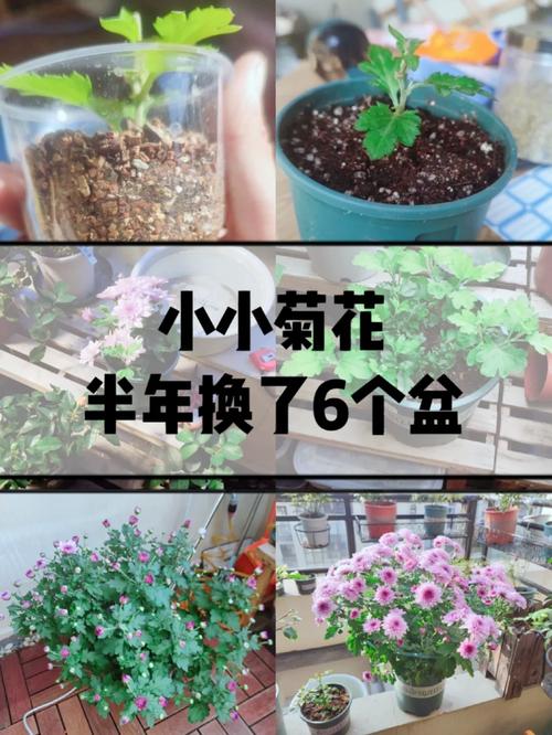 菊花的繁殖方法，菊花的繁殖方法主要是