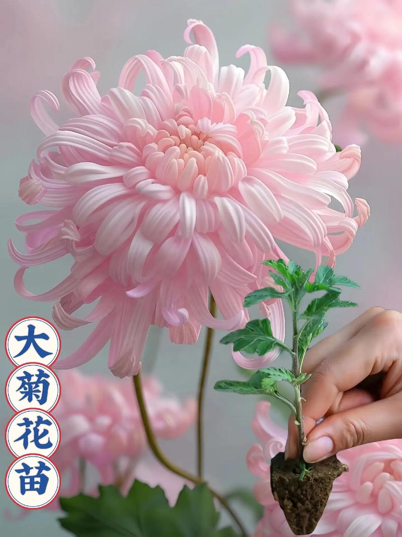 菊花的繁殖方法，菊花的繁殖方法主要是-第3张图片-优品飞百科