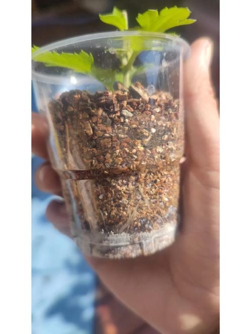 菊花的繁殖方法，菊花的繁殖方法主要是-第4张图片-优品飞百科