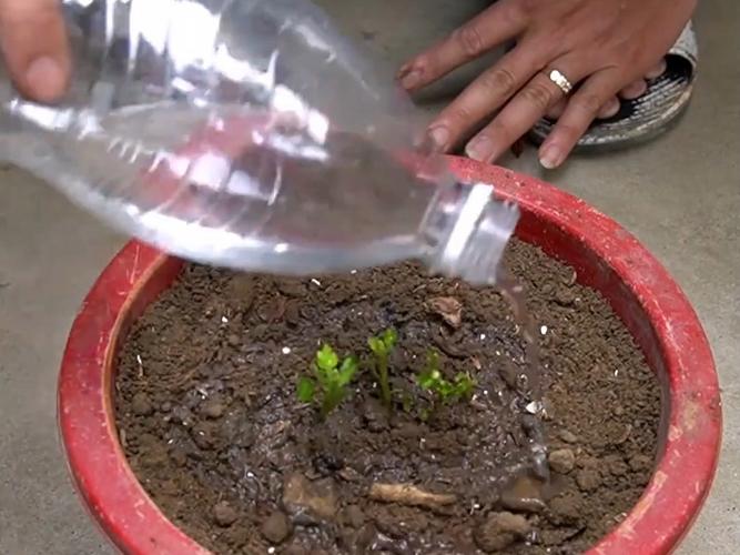 菊花的繁殖方法，菊花的繁殖方法主要是-第5张图片-优品飞百科