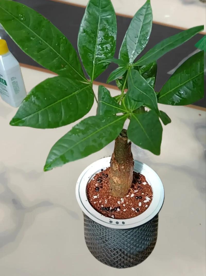 发财树换盆时间，发财树换盆时间表？