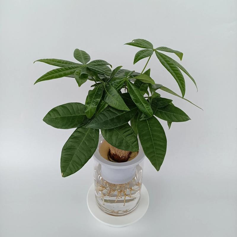 发财树换盆时间，发财树换盆时间表？-第3张图片-优品飞百科