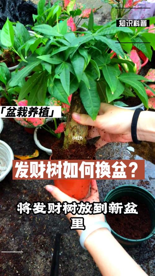 发财树换盆时间，发财树换盆时间表？-第4张图片-优品飞百科