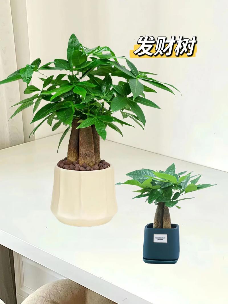 发财树换盆时间，发财树换盆时间表？-第6张图片-优品飞百科