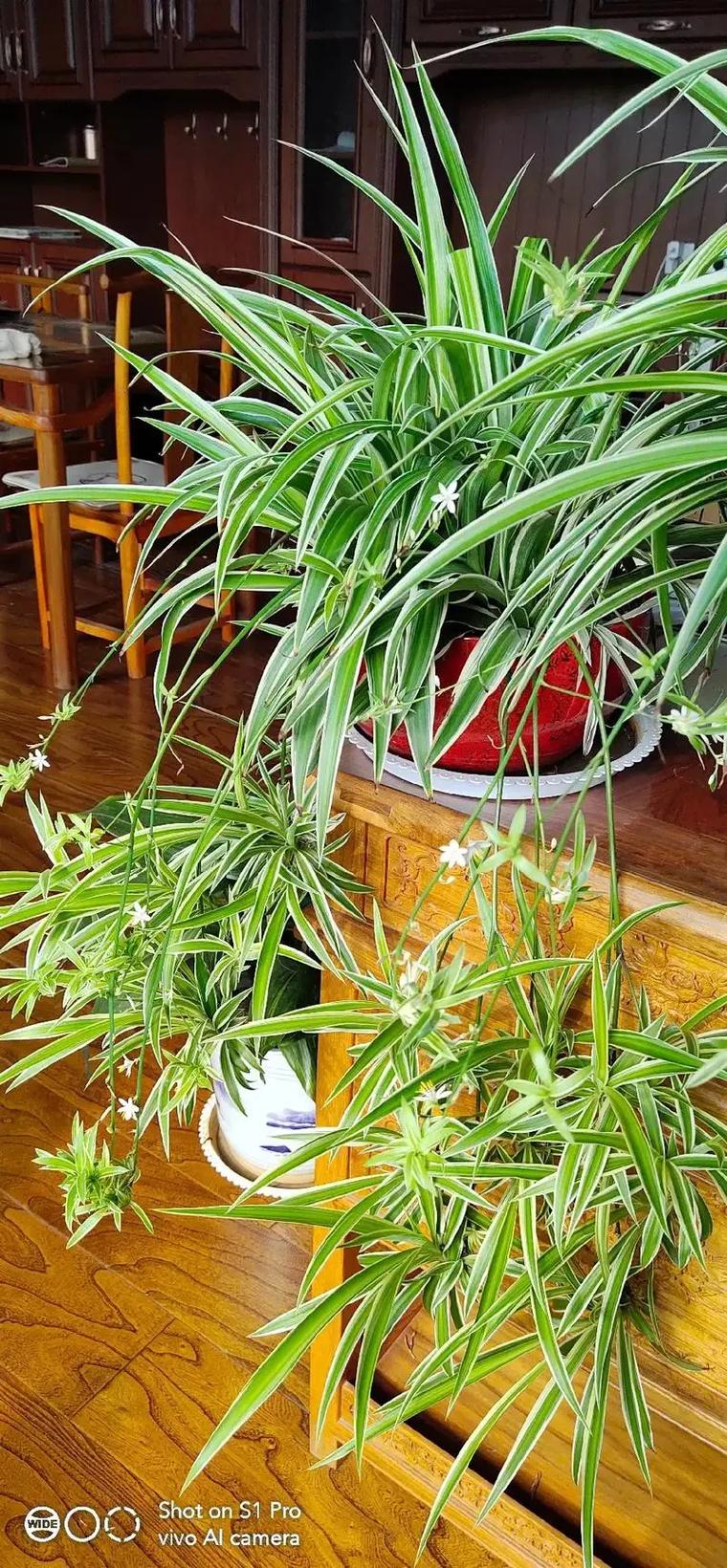 吊兰和兰花哪个好养,吊兰区别?-第2张图片-优品飞百科 吊兰和兰花哪个好养,吊兰区别?-第2张图片-优品飞百科