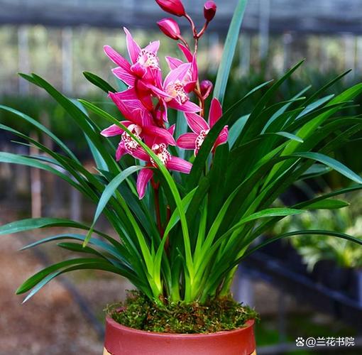 吊兰和兰花哪个好养,吊兰区别?-第3张图片-优品飞百科 吊兰和兰花哪个好养,吊兰区别?-第3张图片-优品飞百科