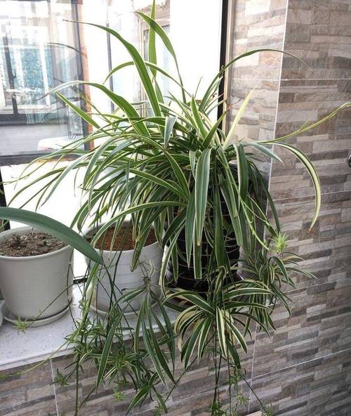 吊兰和兰花哪个好养,吊兰区别?-第5张图片-优品飞百科 吊兰和兰花哪个好养,吊兰区别?-第5张图片-优品飞百科