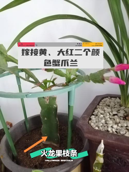 仙人指什么时候嫁接，仙人指头怎么嫁接