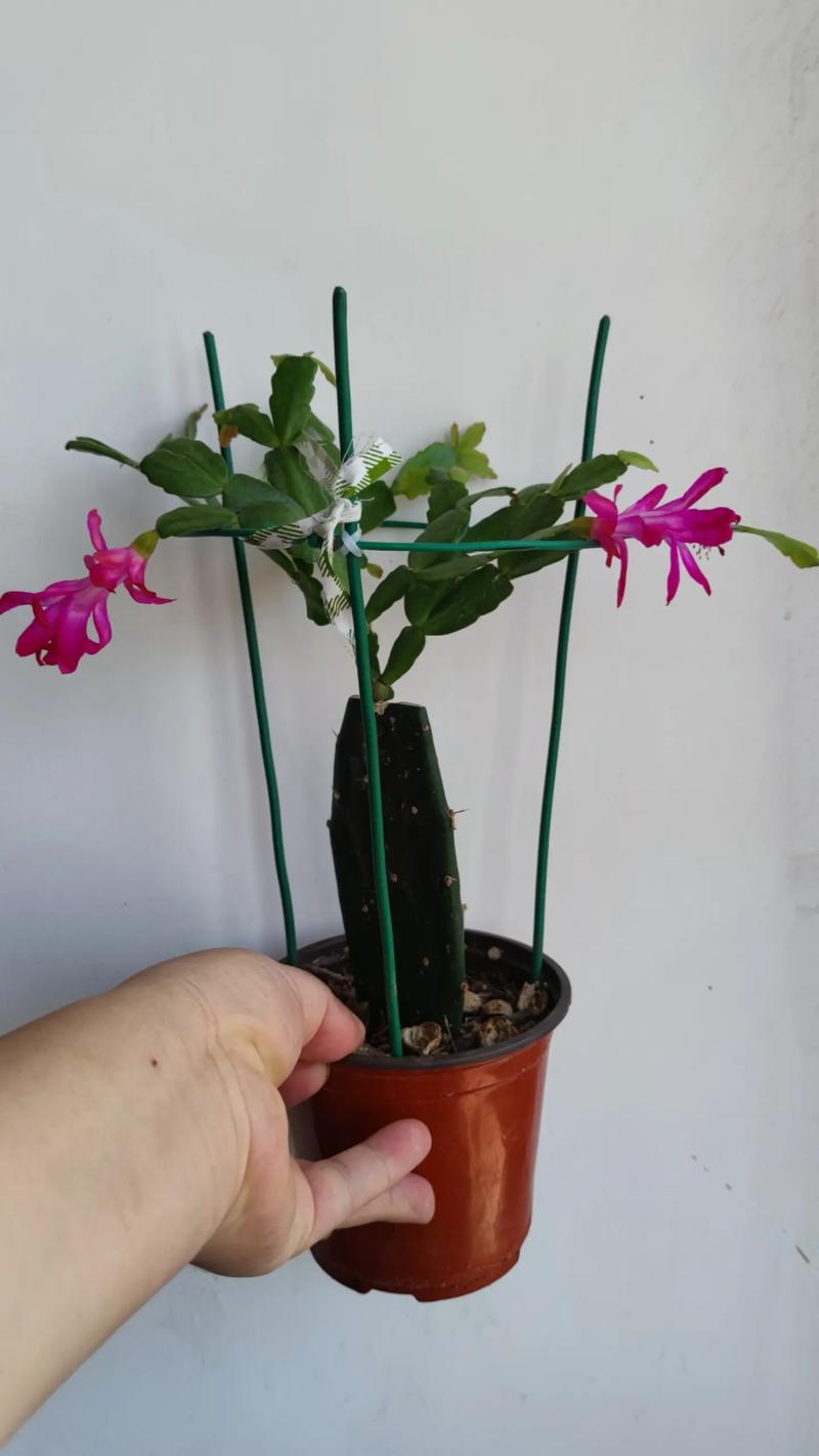 仙人指什么时候嫁接，仙人指头怎么嫁接-第2张图片-优品飞百科