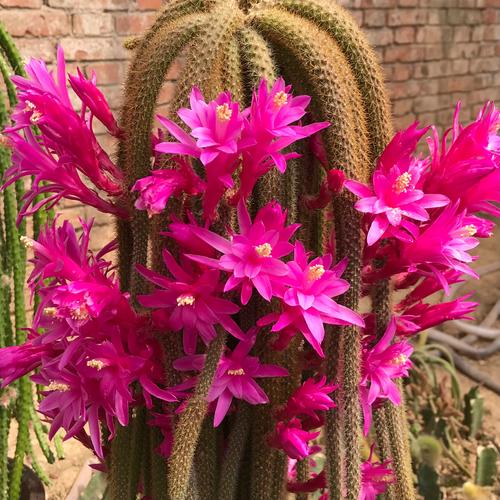 仙人指什么时候嫁接，仙人指头怎么嫁接-第4张图片-优品飞百科