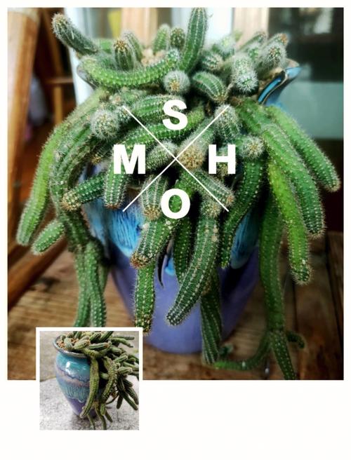 仙人指什么时候嫁接，仙人指头怎么嫁接-第5张图片-优品飞百科