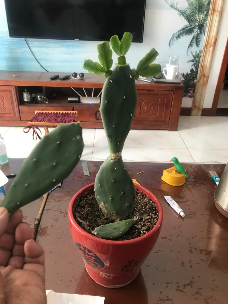 仙人指什么时候嫁接，仙人指头怎么嫁接-第6张图片-优品飞百科