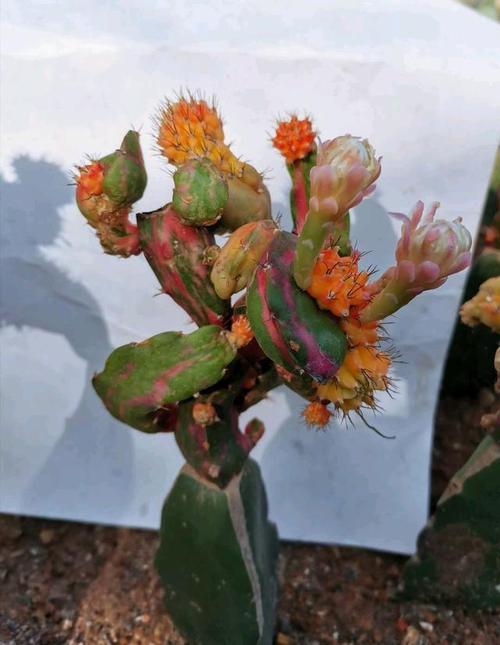 仙人指什么时候嫁接，仙人指头怎么嫁接-第7张图片-优品飞百科