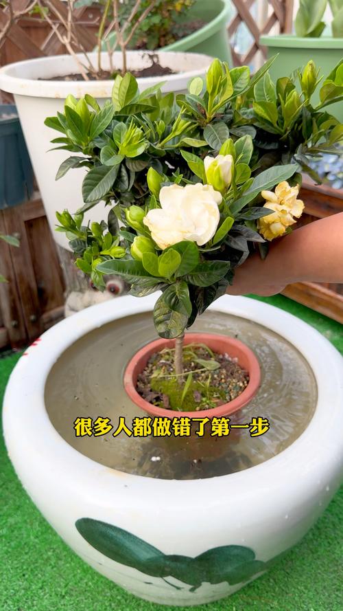栀子花怎么养才能开花，栀子花怎么养才能开花更久？-第2张图片-优品飞百科