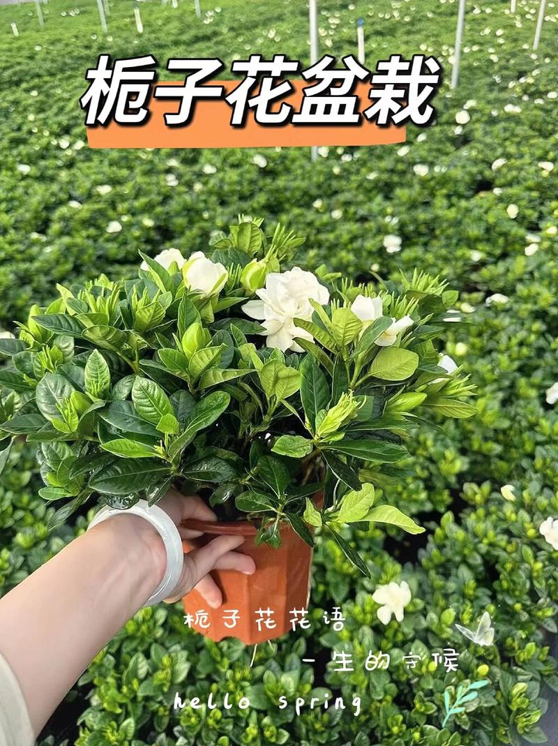 栀子花怎么养才能开花，栀子花怎么养才能开花更久？-第4张图片-优品飞百科