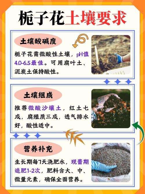 栀子花怎么养才能开花，栀子花怎么养才能开花更久？-第5张图片-优品飞百科