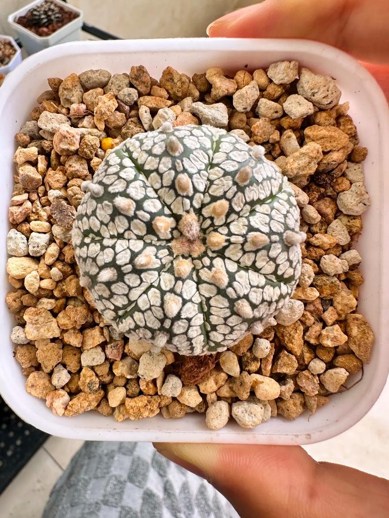 生石花徒长了怎么办？生石花徒长扒开会死吗？