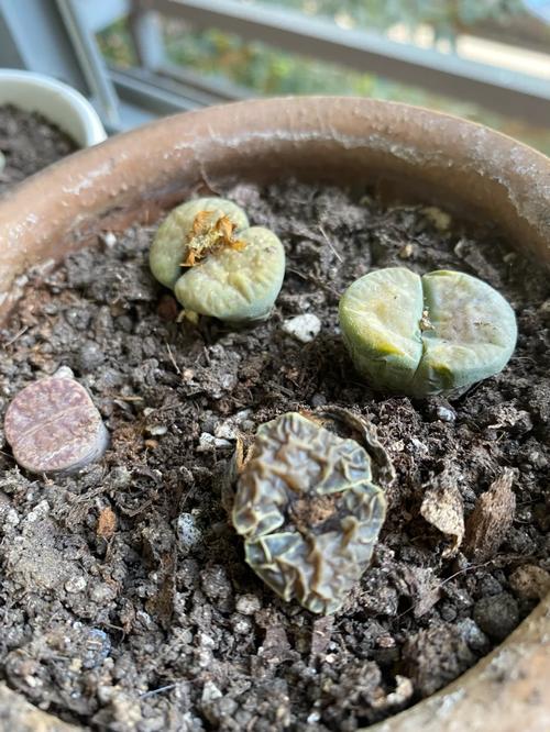 生石花徒长了怎么办？生石花徒长扒开会死吗？-第2张图片-优品飞百科