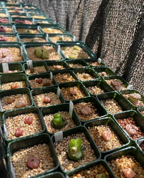 生石花徒长了怎么办？生石花徒长扒开会死吗？-第3张图片-优品飞百科