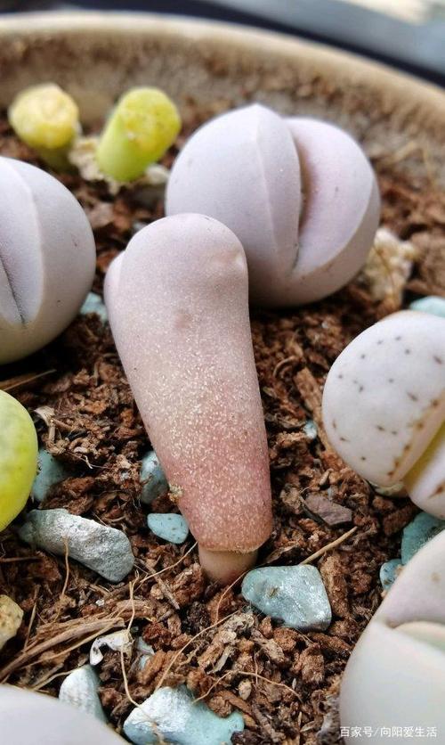 生石花徒长了怎么办？生石花徒长扒开会死吗？-第4张图片-优品飞百科