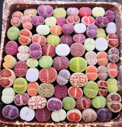 生石花徒长了怎么办？生石花徒长扒开会死吗？-第5张图片-优品飞百科