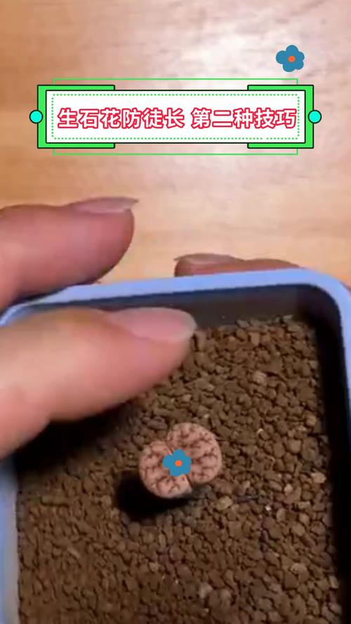 生石花徒长了怎么办？生石花徒长扒开会死吗？-第6张图片-优品飞百科