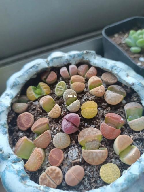 生石花徒长了怎么办？生石花徒长扒开会死吗？-第7张图片-优品飞百科