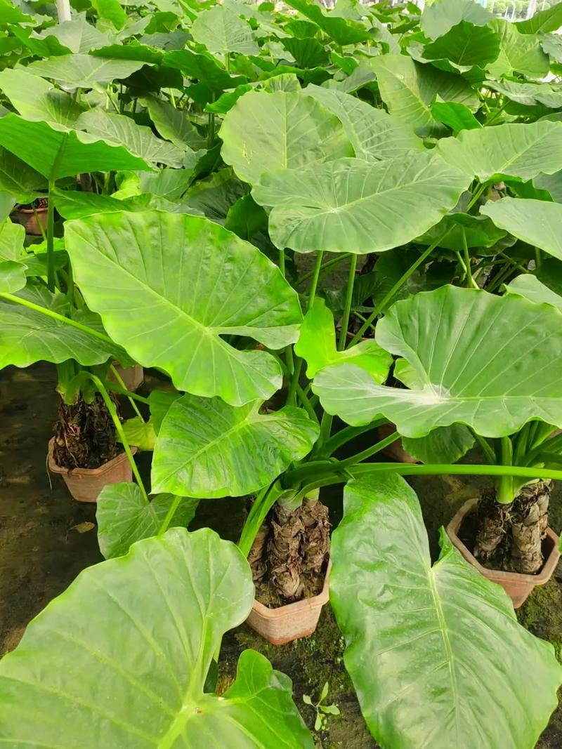 滴水观音好养吗？滴水观音好养吗放到哪个位置?？