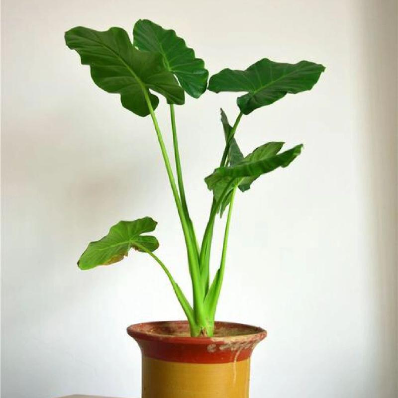 滴水观音好养吗?滴水观音好养吗放到哪个位置??-第2张图片-优品飞百科 滴水观音好养吗?滴水观音好养吗放到哪个位置??-第2张图片-优品飞百科