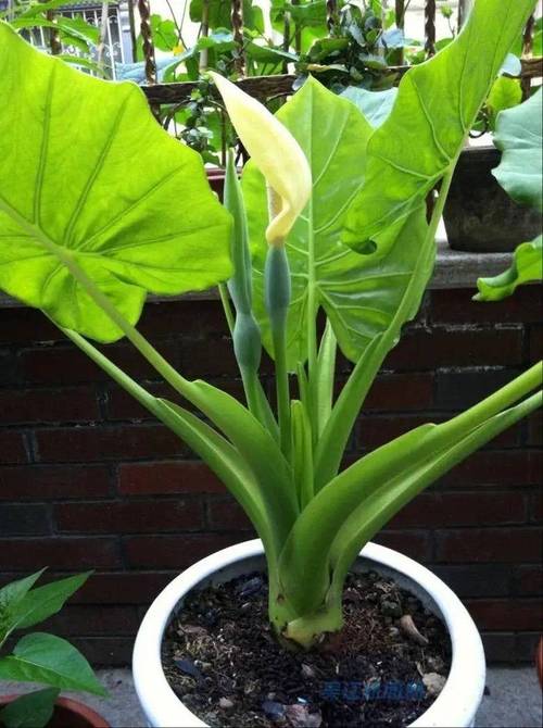 滴水观音好养吗?滴水观音好养吗放到哪个位置??-第3张图片-优品飞百科 滴水观音好养吗?滴水观音好养吗放到哪个位置??-第3张图片-优品飞百科