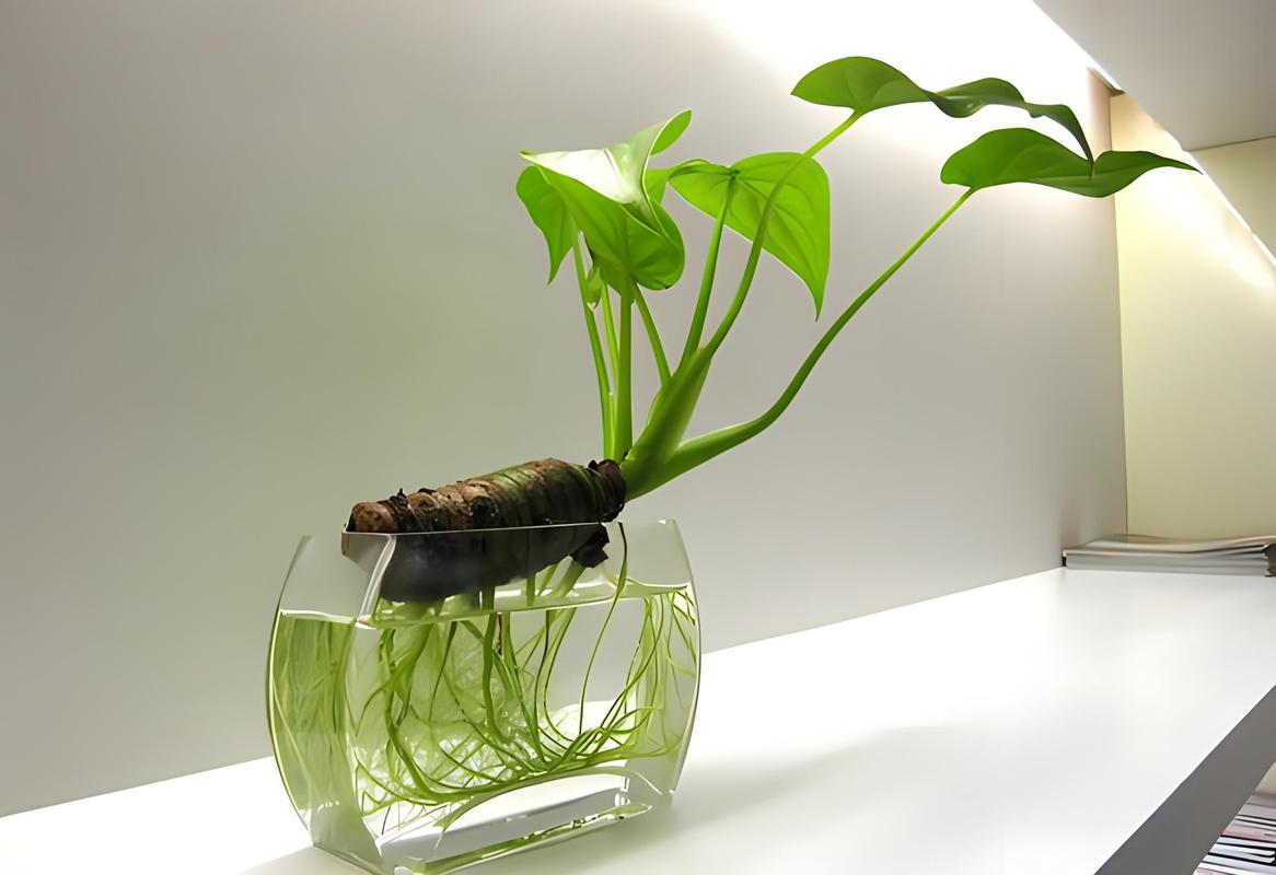 滴水观音好养吗?滴水观音好养吗放到哪个位置??-第5张图片-优品飞百科 滴水观音好养吗?滴水观音好养吗放到哪个位置??-第5张图片-优品飞百科