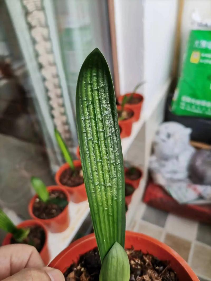 君子兰小苗不长怎么办，君子兰小苗不长新叶原因