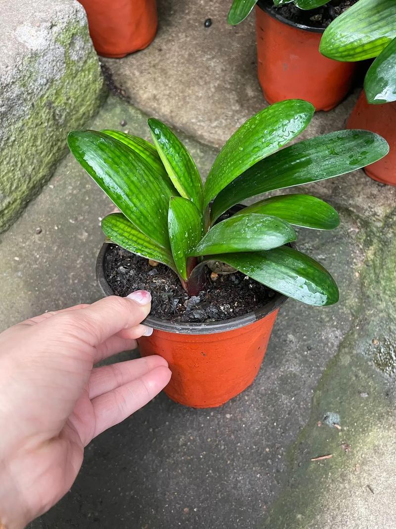 君子兰小苗不长怎么办，君子兰小苗不长新叶原因-第2张图片-优品飞百科