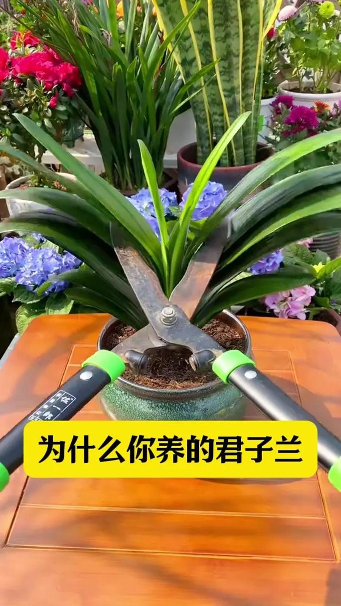 君子兰小苗不长怎么办，君子兰小苗不长新叶原因-第3张图片-优品飞百科