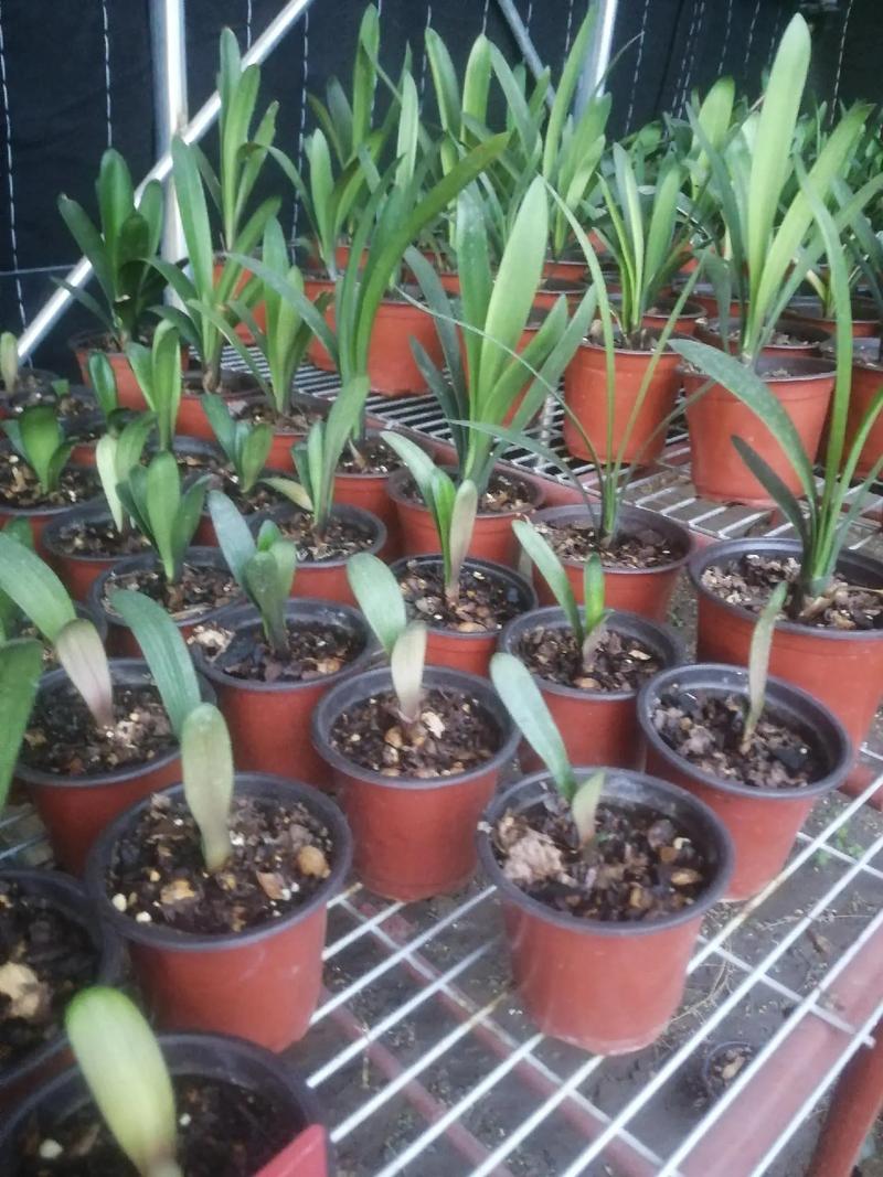 君子兰小苗不长怎么办，君子兰小苗不长新叶原因-第4张图片-优品飞百科