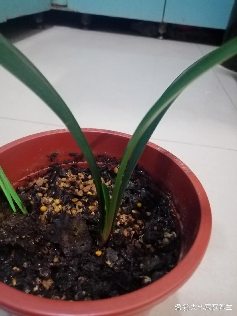 君子兰小苗不长怎么办，君子兰小苗不长新叶原因-第5张图片-优品飞百科