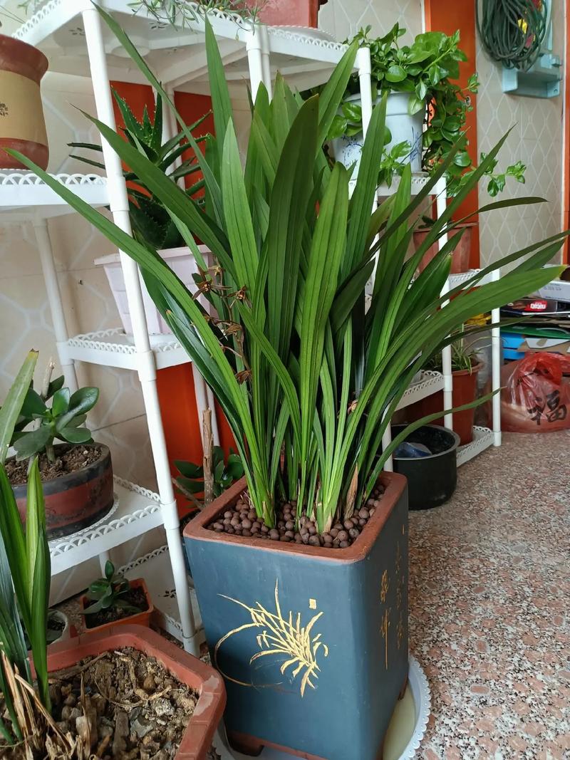 君子兰小苗不长怎么办，君子兰小苗不长新叶原因-第6张图片-优品飞百科