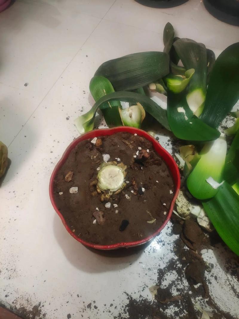 君子兰小苗不长怎么办，君子兰小苗不长新叶原因-第7张图片-优品飞百科