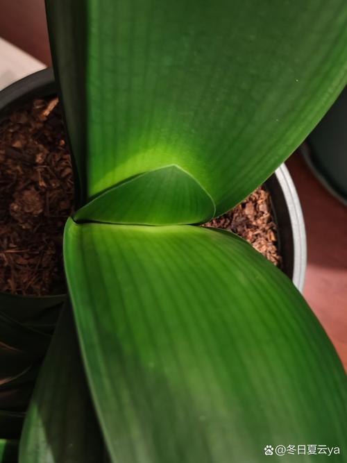 君子兰小苗不长怎么办，君子兰小苗不长新叶原因-第8张图片-优品飞百科