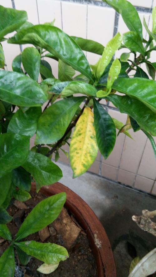 栀子花为啥叶子发焦？栀子花的叶子发枯变焦怎么办？