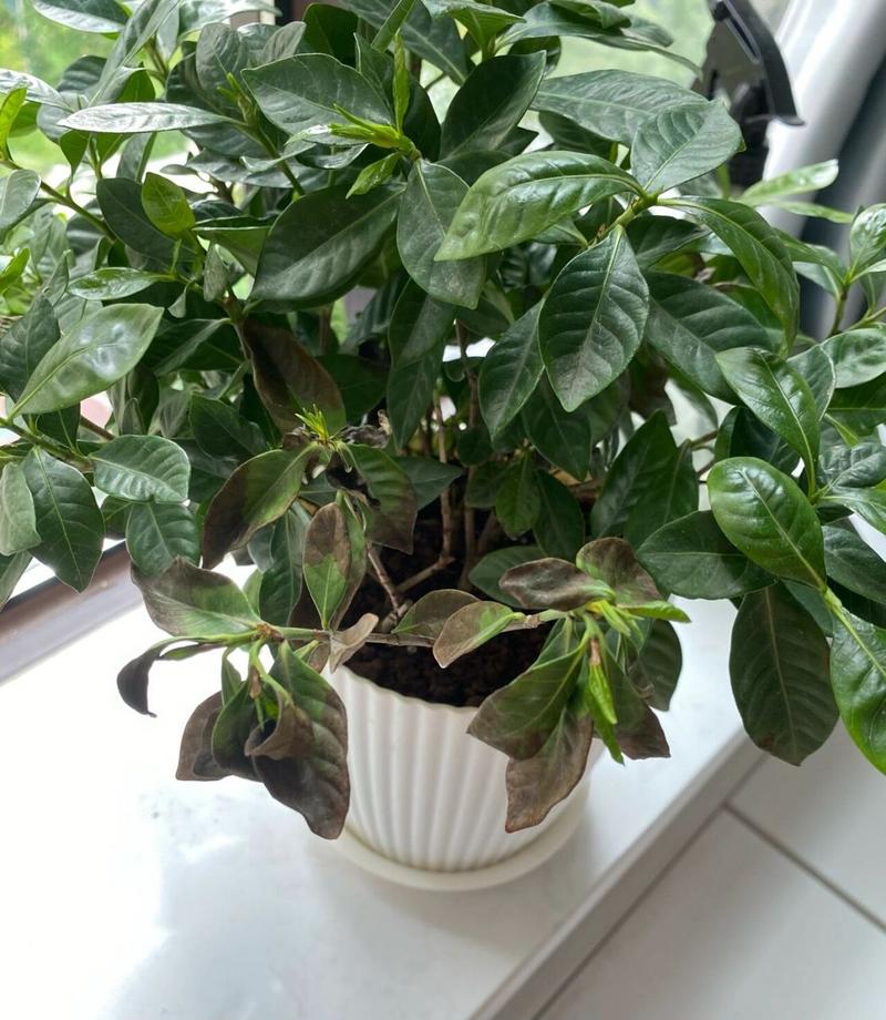 栀子花为啥叶子发焦？栀子花的叶子发枯变焦怎么办？-第2张图片-优品飞百科