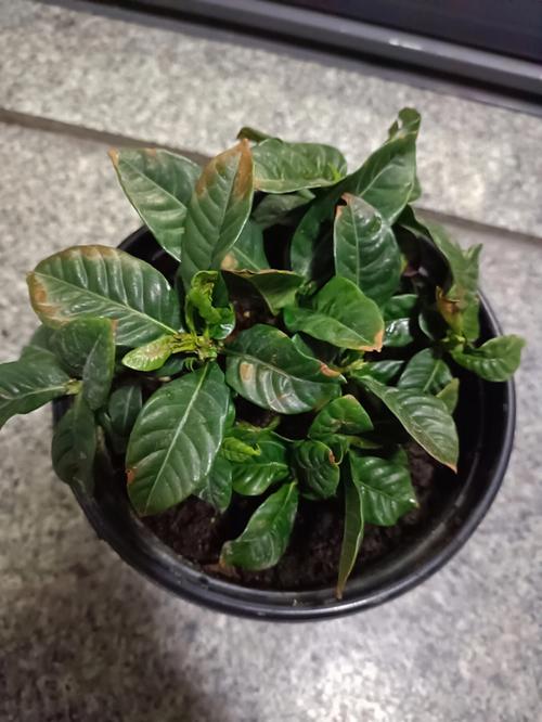 栀子花为啥叶子发焦？栀子花的叶子发枯变焦怎么办？-第3张图片-优品飞百科