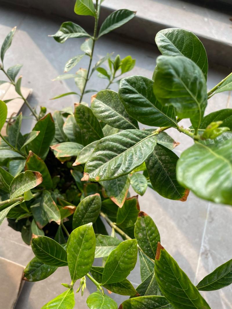 栀子花为啥叶子发焦？栀子花的叶子发枯变焦怎么办？-第4张图片-优品飞百科